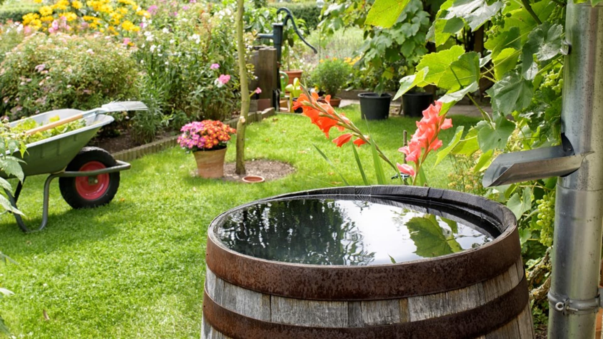 Zachytáváte-li na zahradě dešťovou vodu do nádob, je to skvělé, ale bohužel stojaté vody jsou ideální místo, kde se líhnou komáři. 