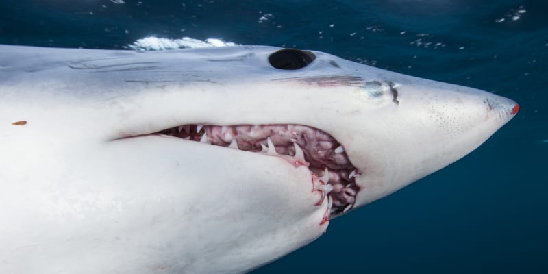 U egyptského pobřeží útočil podle některých zdrojů žralok mako.