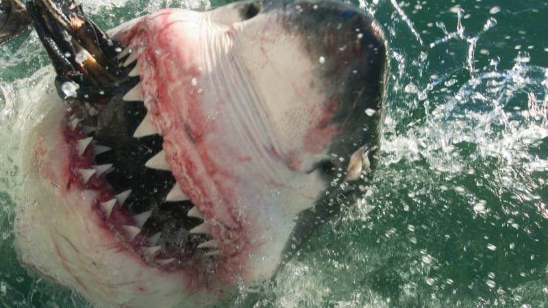 Žraločí zuby jsou břitvami smrti. Podívejte se, jak hladce proniknou do kořisti