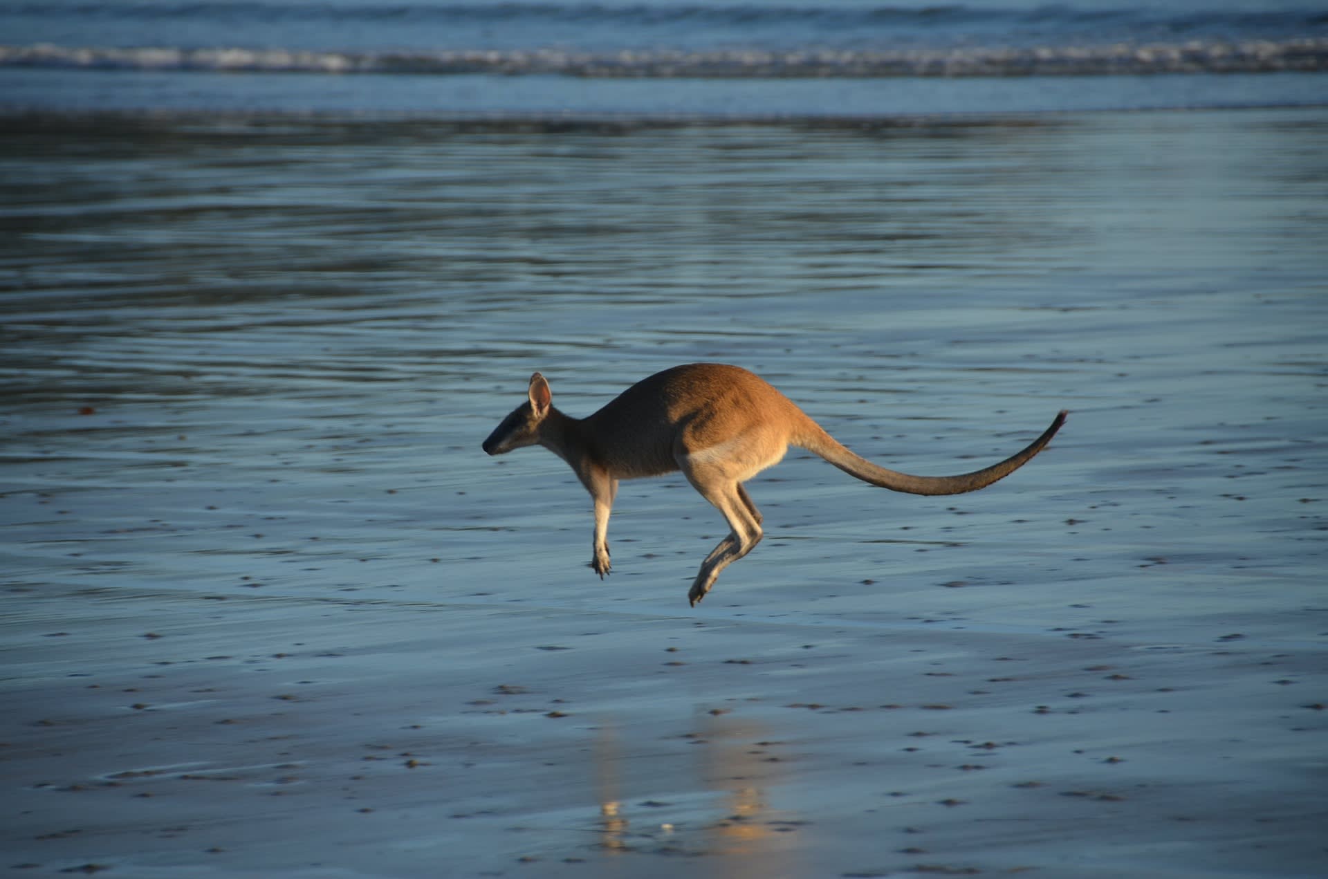Australští ochránci zvířat se obávají o budoucnost zdejších druhů.