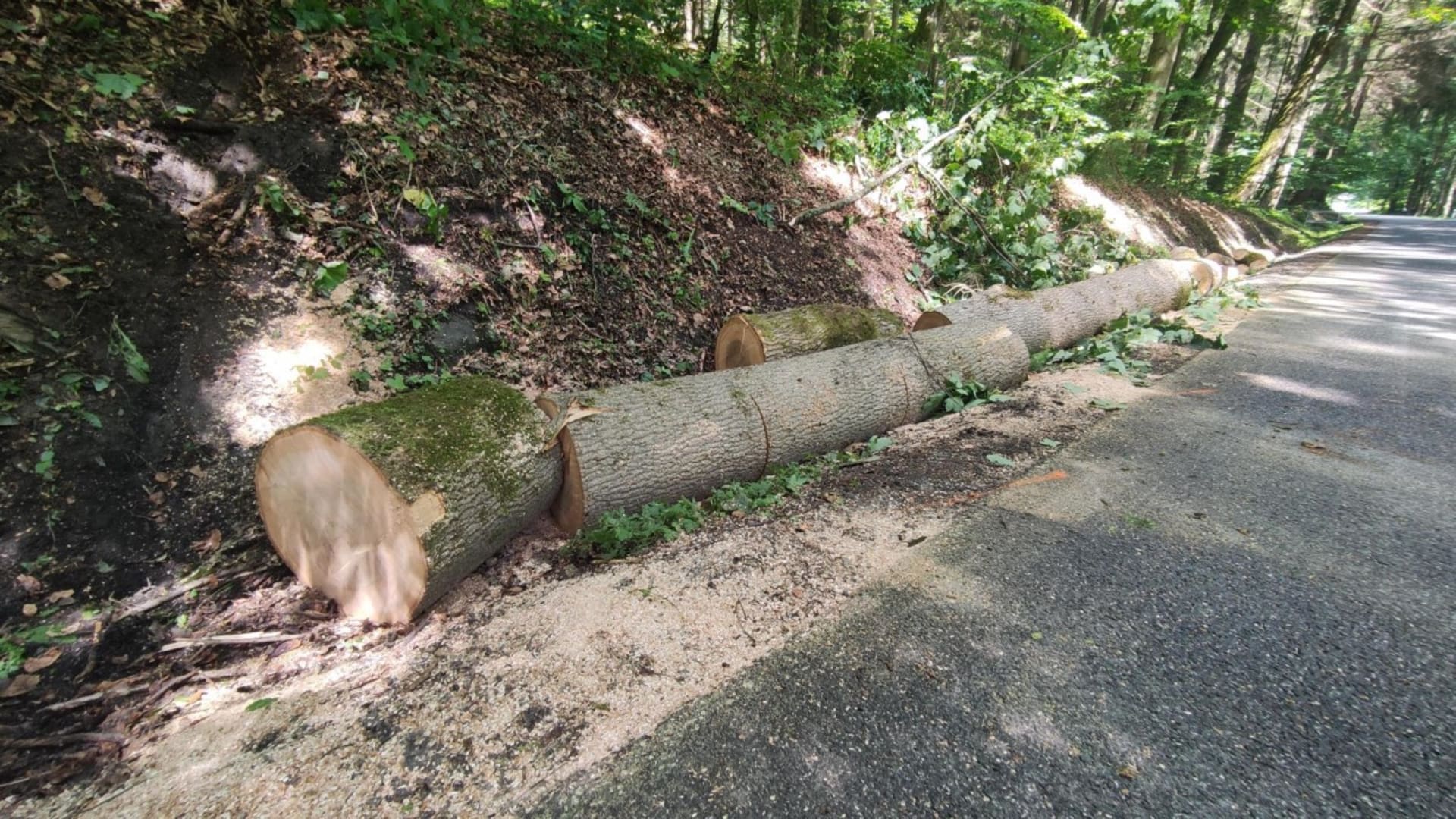 Další tragédie v Krkonoších. Při kácení spadl strom na auto, řidička zemřela.