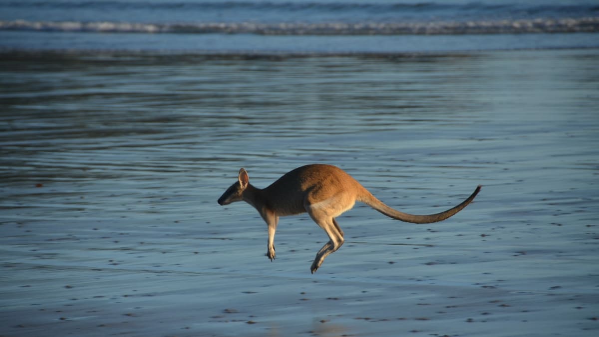 Australští ochránci zvířat se obávají o budoucnost zdejších druhů.