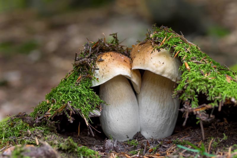 Hřib smrkový je houba vhodná do mnoha pokrmů.