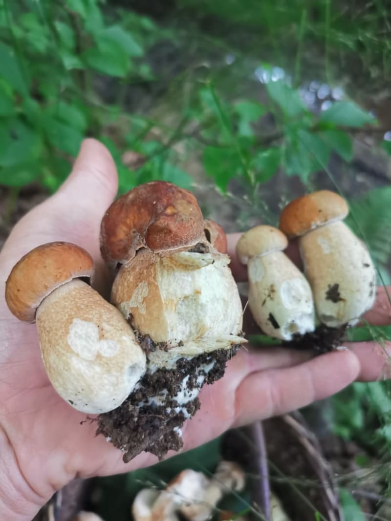 Hřiby dubové patří k oblíbeným houbám. 