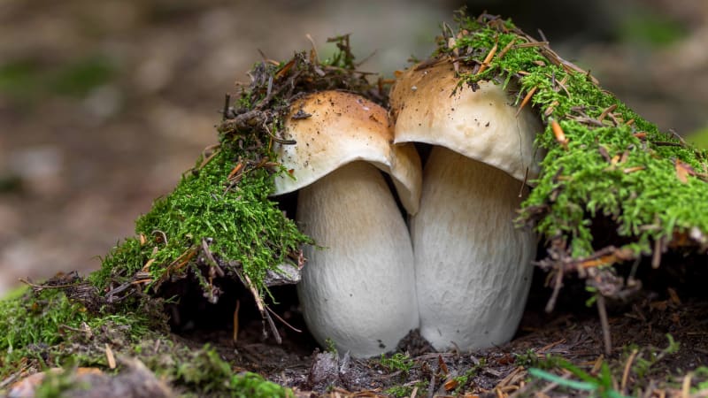 Kde už rostou houby: Zkušený mykolog prozradil, kam mohou houbaři vyrazit na hřiby