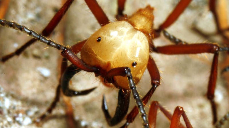 Spirála smrti: Unikátní jev zabíjí slepé a zmatené mravence. Podívejte se, jak vzniká