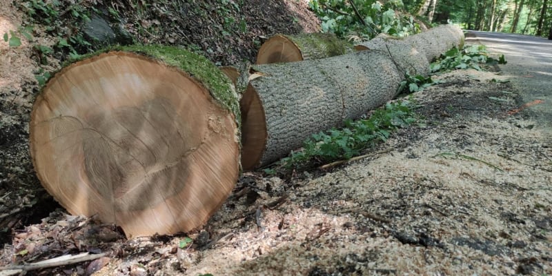 Další tragédie v Krkonoších. Při kácení spadl strom na auto, řidička zemřela.