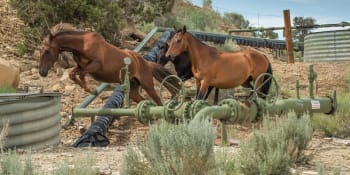 Nehumánní odchyty mustangů v Americe trvají, hříbata bez matky i mrtví koně