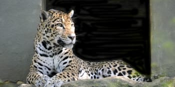 Hrůzný útok šelmy: Leopard zakousl malého chlapce, vláčel ho přes půl kilometru