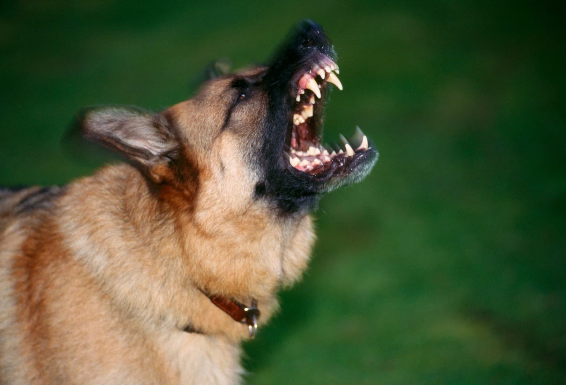 Zuřící pes ukazuje své čelisti (ilustrační foto).