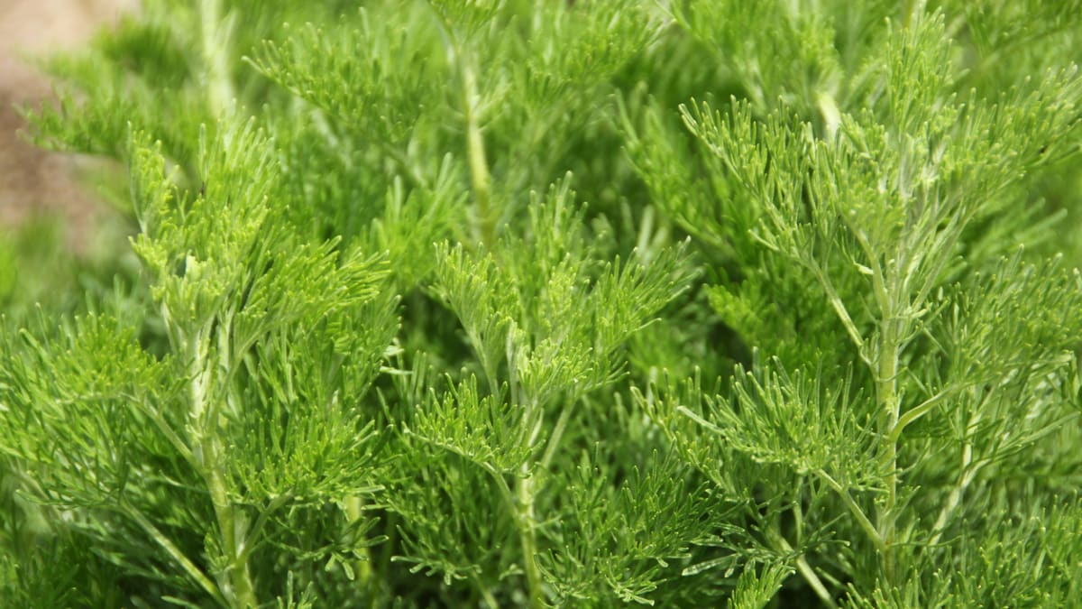 Cola bylinka (Artemisia abrotanum var. Maritima)