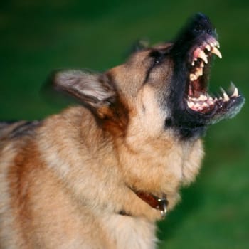 Zuřící pes ukazuje své čelisti (ilustrační foto)