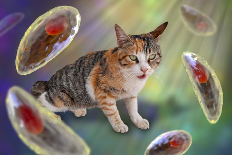 Kočky a toxoplazmóza