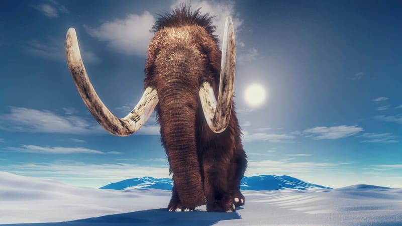 Unikátní objev zmrzlého mláděte mamuta vědce zaskočil. Tělo je dokonale zachovalé