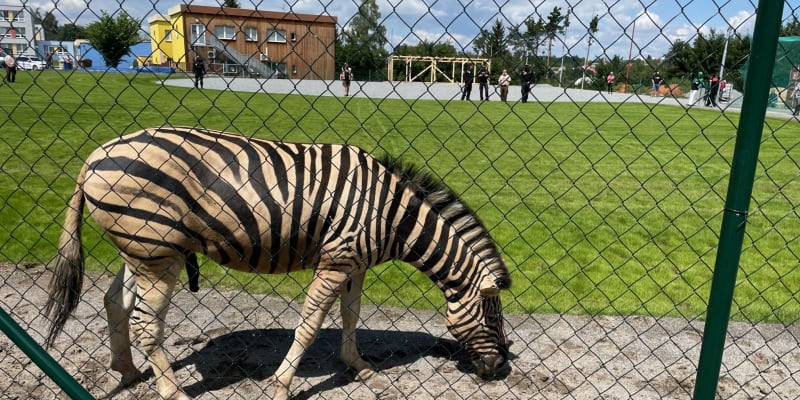 Z jihlavské zoologické zahrady v pondělí dopoledne utekly tři zebry.