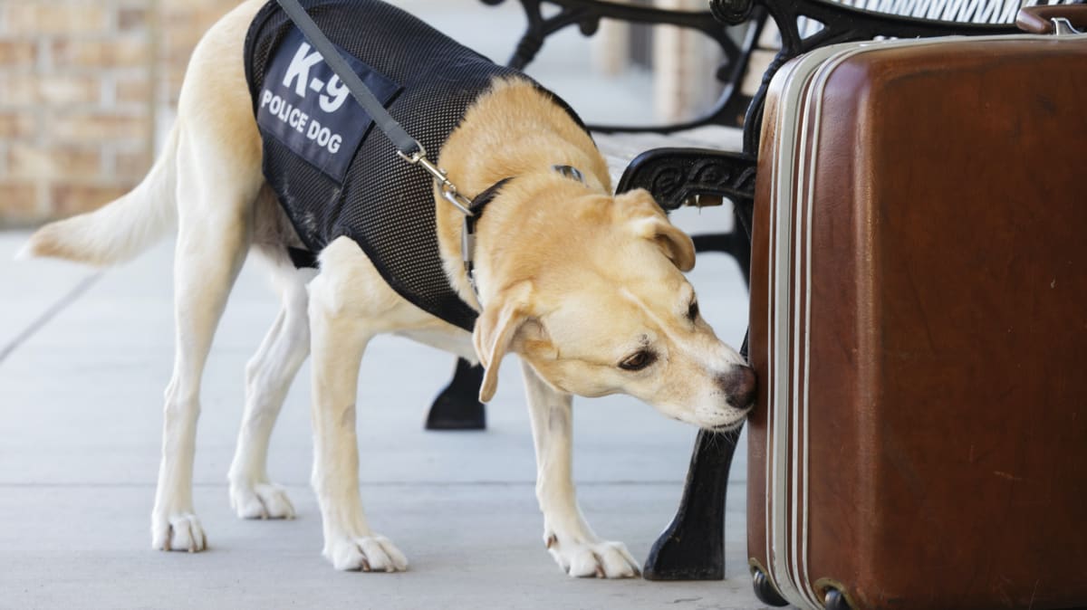 Policejní pes očichává zavazadlo. (Ilustrační foto)