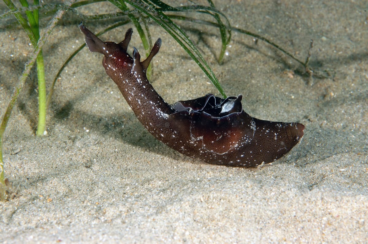 Měkkýš známý také jako mořský zajíc