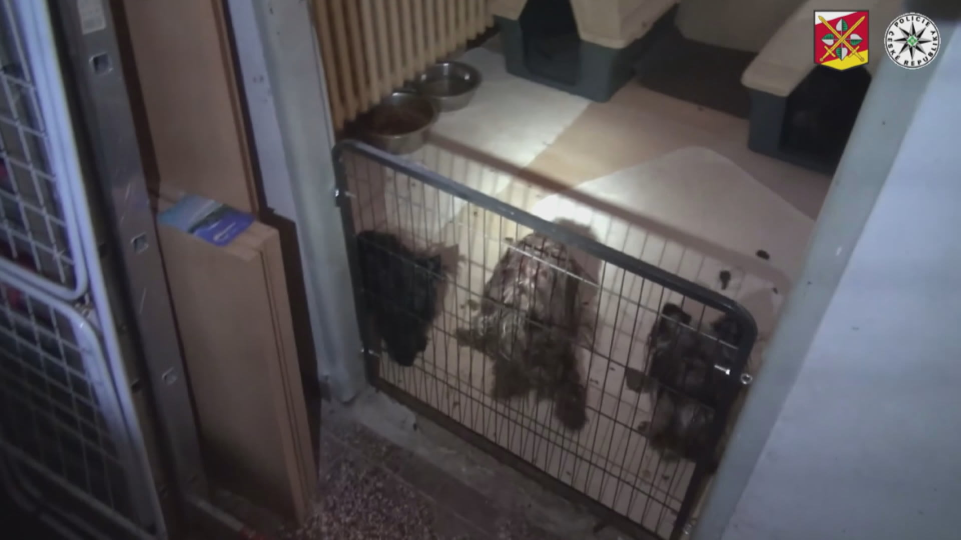 Policie obvila dvojici, která měla v Novém Bydžově týrat desítky psů