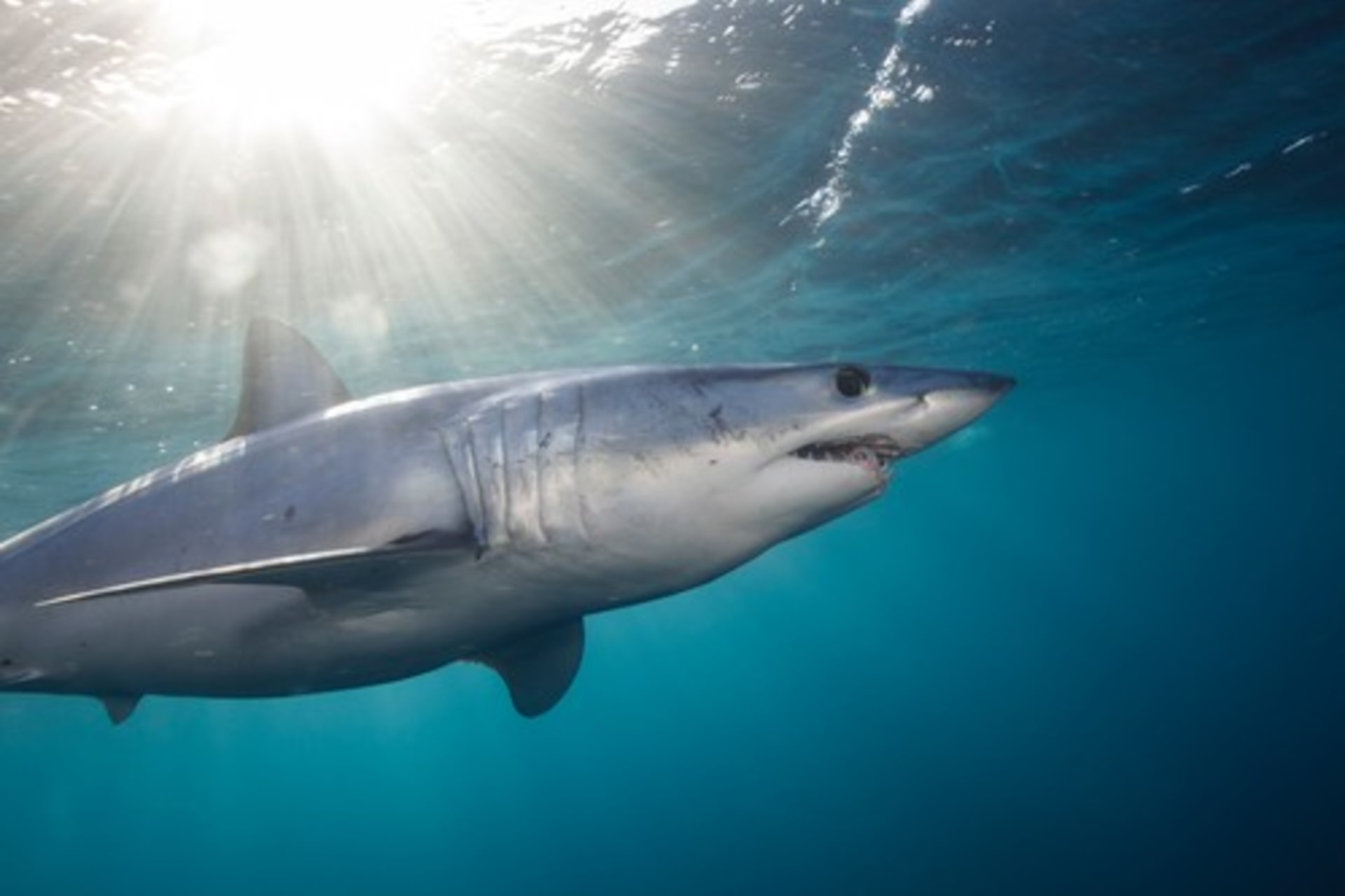Žralok mako může dosáhnout rychlosti až 70 km/h.