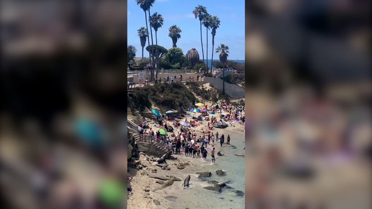 Desítky rekreantů vyrušili nečekaní hosté. Na pláži v San Diegu se totiž objevili dva lachtani, kteří během pár minut rozehnali téměř všechny návštěvníky.