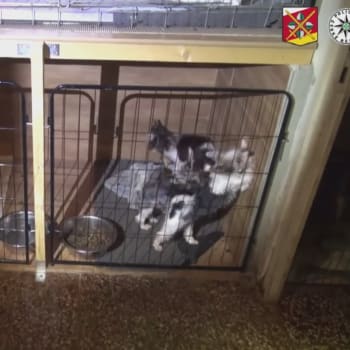 Policie obvila dvojici, která měla v Novém Bydžově týrat desítky psů
