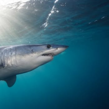 Žralok mako může dosáhnout rychlosti až 70 km/h.