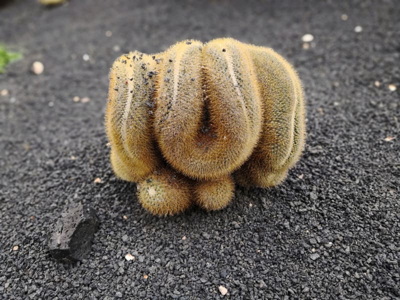 Kristátní forma, pravděpodobně Mammillaria polytéle nebo Geminispina cristata