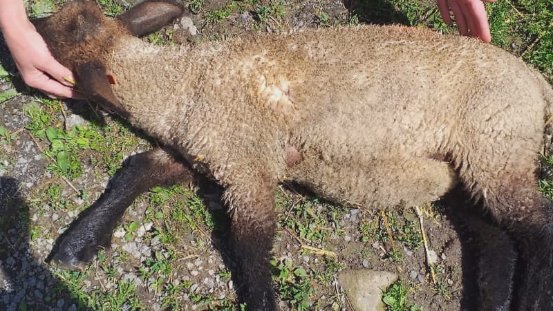 Vlci masakrují ovce v okolí Jablunkova. Lidé se bojí do lesa