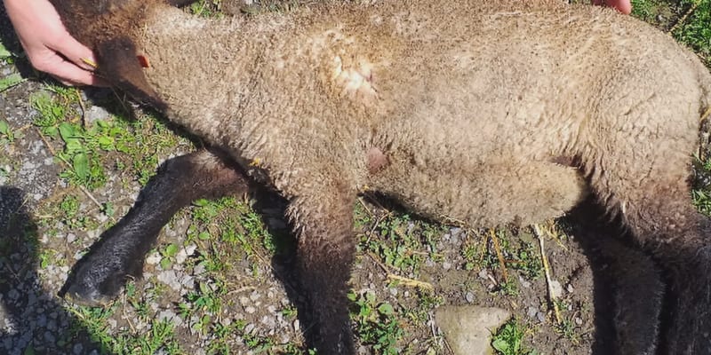 Vlci masakrují ovce v okolí Jablunkova. Lidé se bojí do lesa