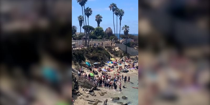 Desítky rekreantů vyrušili nečekaní hosté. Na pláži v San Diegu se totiž objevili dva lachtani, kteří během pár minut rozehnali téměř všechny návštěvníky.