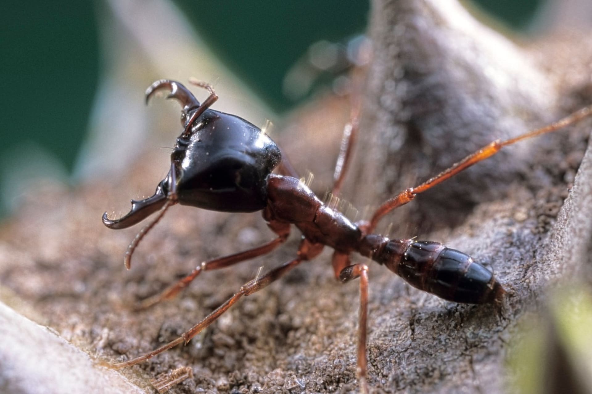 Mravenci rodu Dorylus jako jedinci nic moc nezmůžou