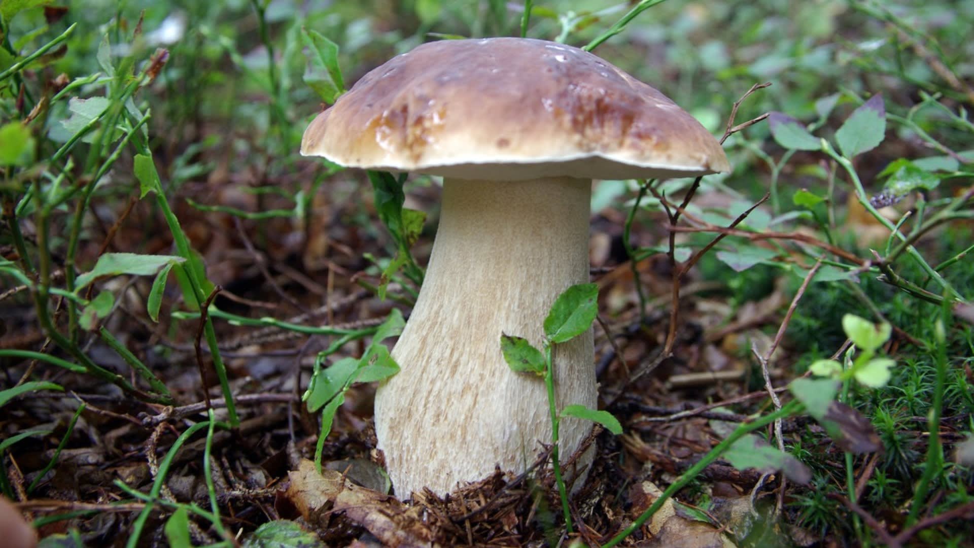 Hřib smrkový patří k nejpopulárnějším českým houbám. 