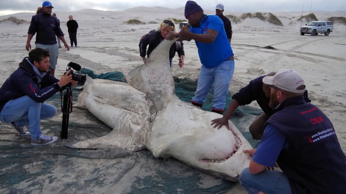 Mrtvý žralok po útoku kosatky na jihu Afriky