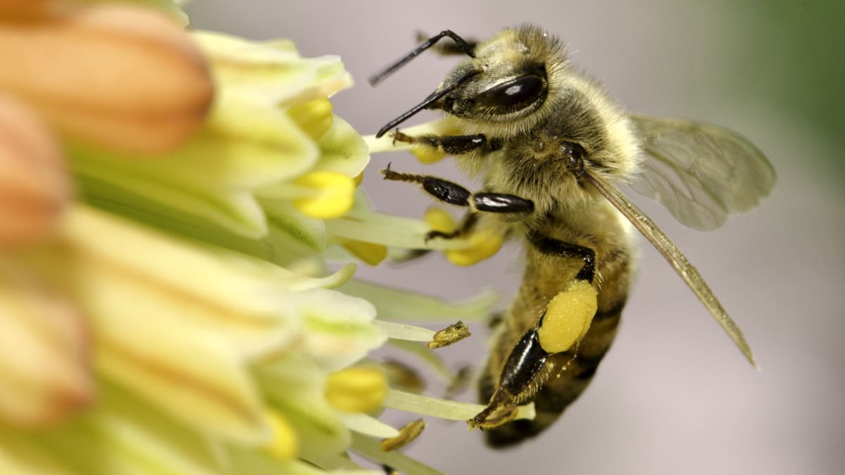 Včely jsou zdrojem života.