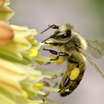 Včely jsou zdrojem života.