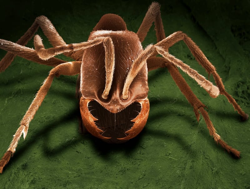 Sken mravence rodu Dorylus