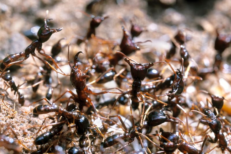 Mravenci rodu Dorylus jsou nebezpeční jako armáda