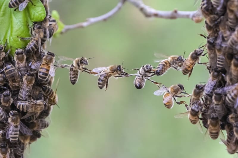 Včely spolu neuvěřitelně spolupracují