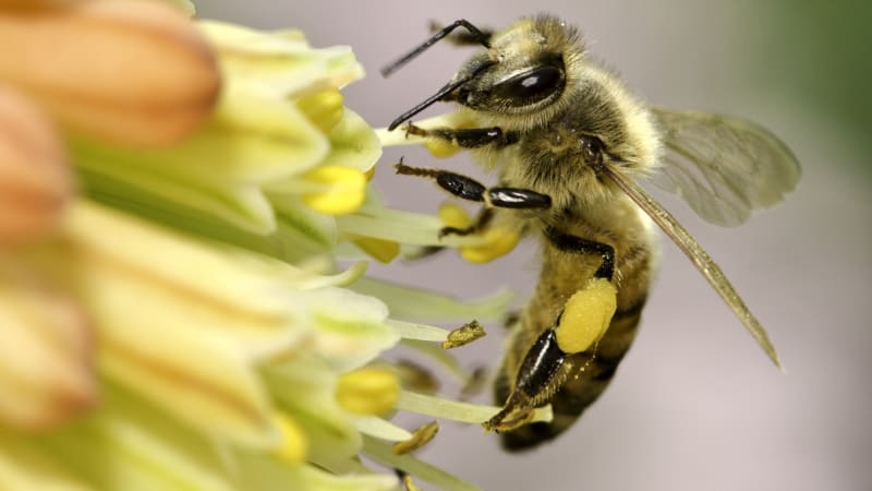 Kvíz: Otestujte své znalosti o včelách a objevte krásu a sílu přírody v jedinečných výrobcích od APIVITA!