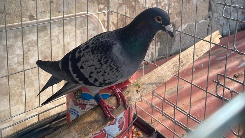 Krabice, jídlo, voda: Pomoc pro holuby v nouzi je překvapivě snadná