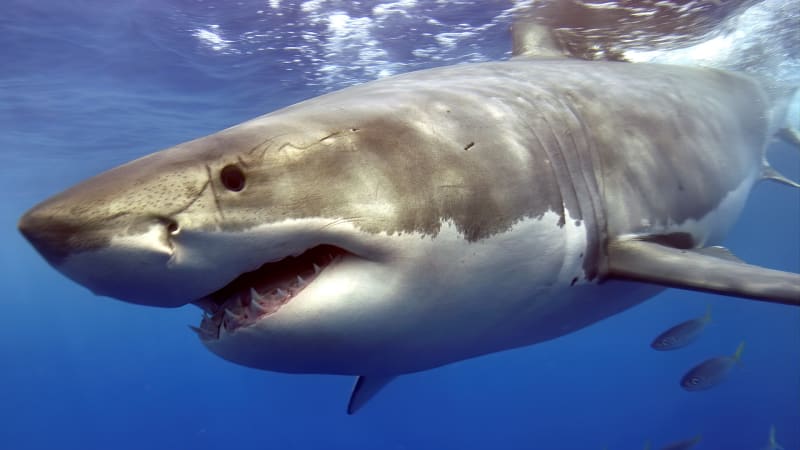 Jak se bránit při útoku žraloka: Má jen tři slabá místa, tady je devět zásadních rad