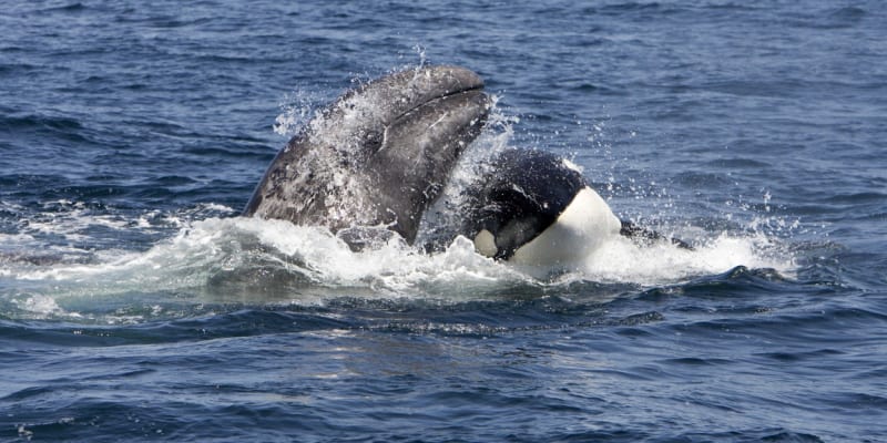 Kosatky útočí i na velryby