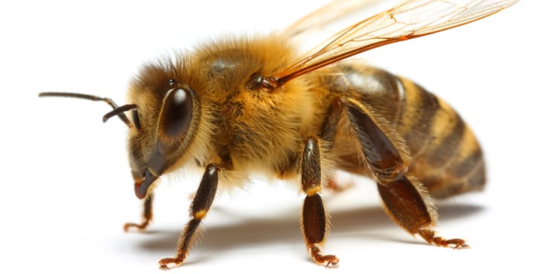 Včela medonosná Včela medonosná (Apis mellifera) patří mezi blanokřídlý hmyz. Jde o jednoho z nejznámějších zástupců společenského hmyzu.