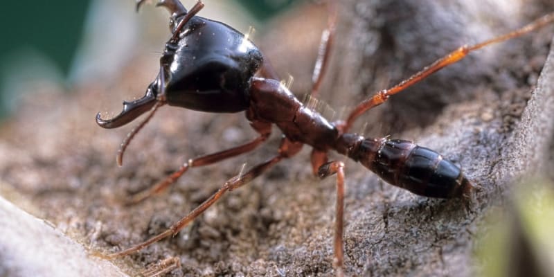 Mravenci rodu Dorylus jako jedinci nic moc nezmůžou