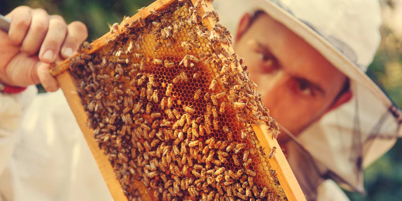 Chorvatské včelaře postihl rozsáhlý úhyn včel (ilustrační foto).