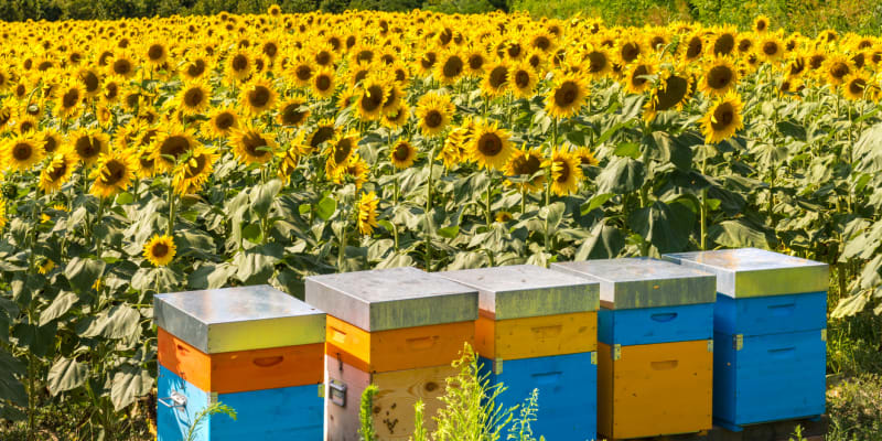 Včelí úly v lánu slunečnic