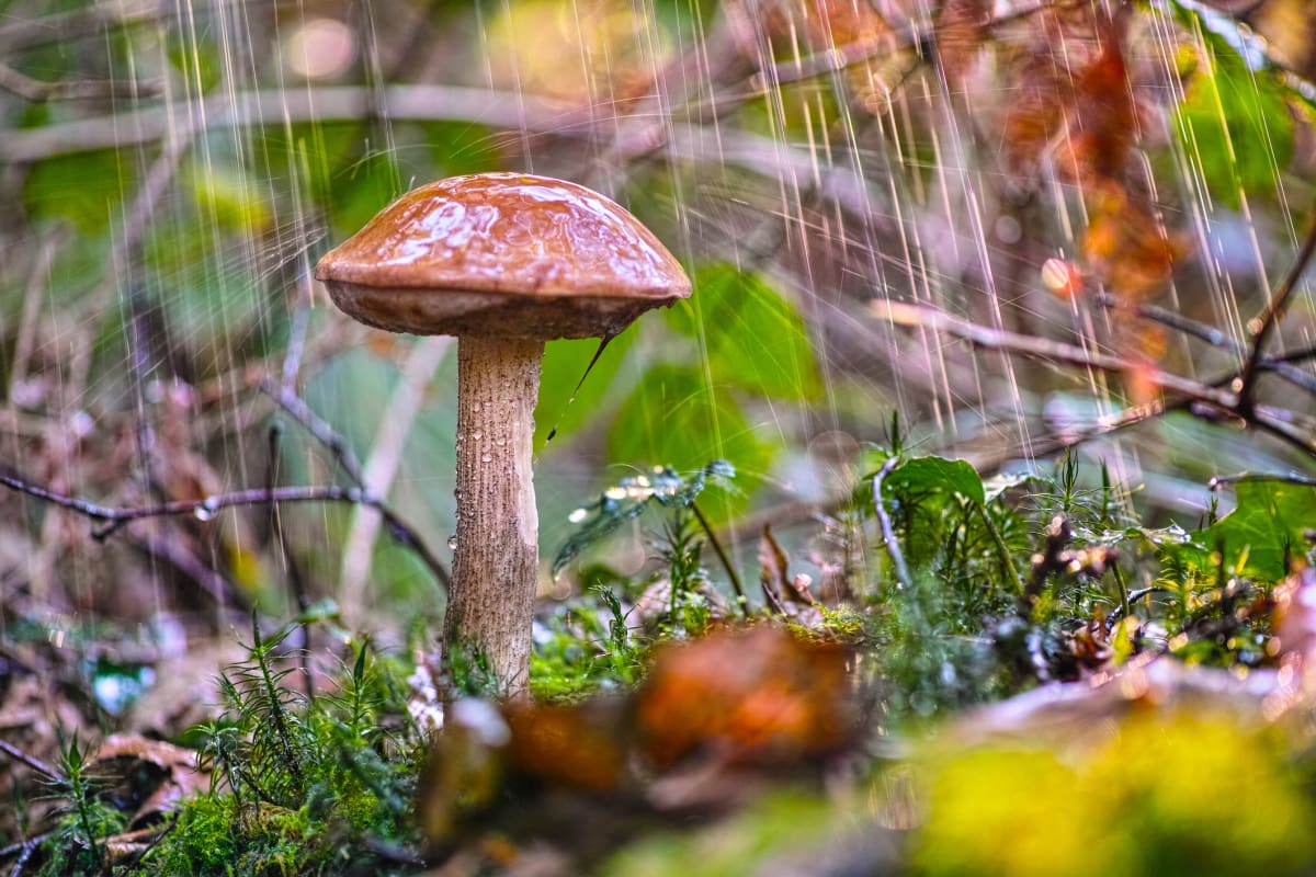 Nemá smysl vyrážet do lesa hned, jak přestane pršet, nové houby tak rychle nevyrostou