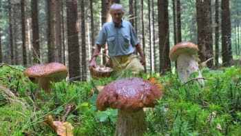 Kde rostou houby: Odborník poradil, jak a kde najít krásné hřiby