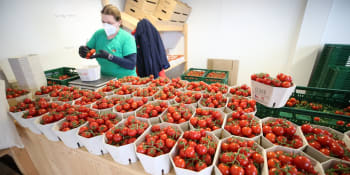 Návrat k holandským rajčatům? Česká prudce zdražila, pěstitele drtí ceny energií