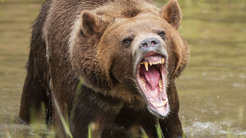 Medvěd grizzly při mohutném řevu